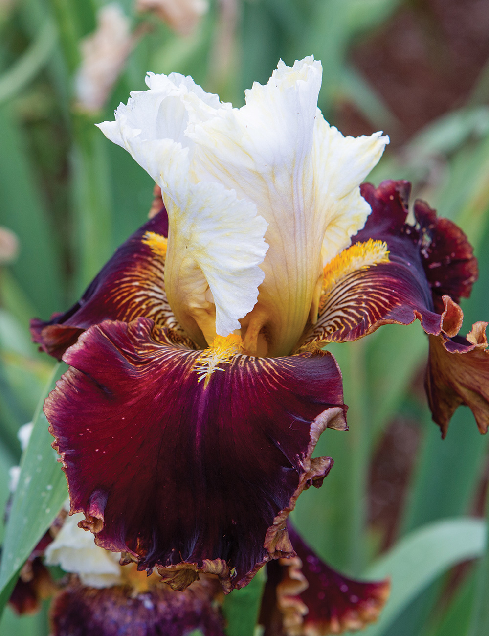 Bearded Iris 'Diamond Rubies'