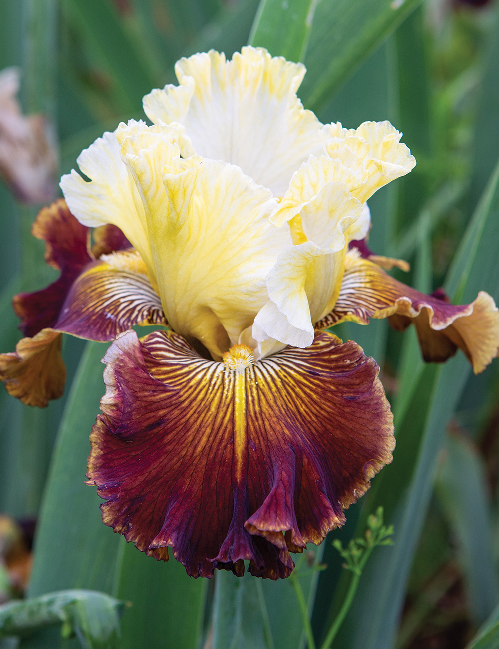 Bearded Iris 'Gate Keeper'