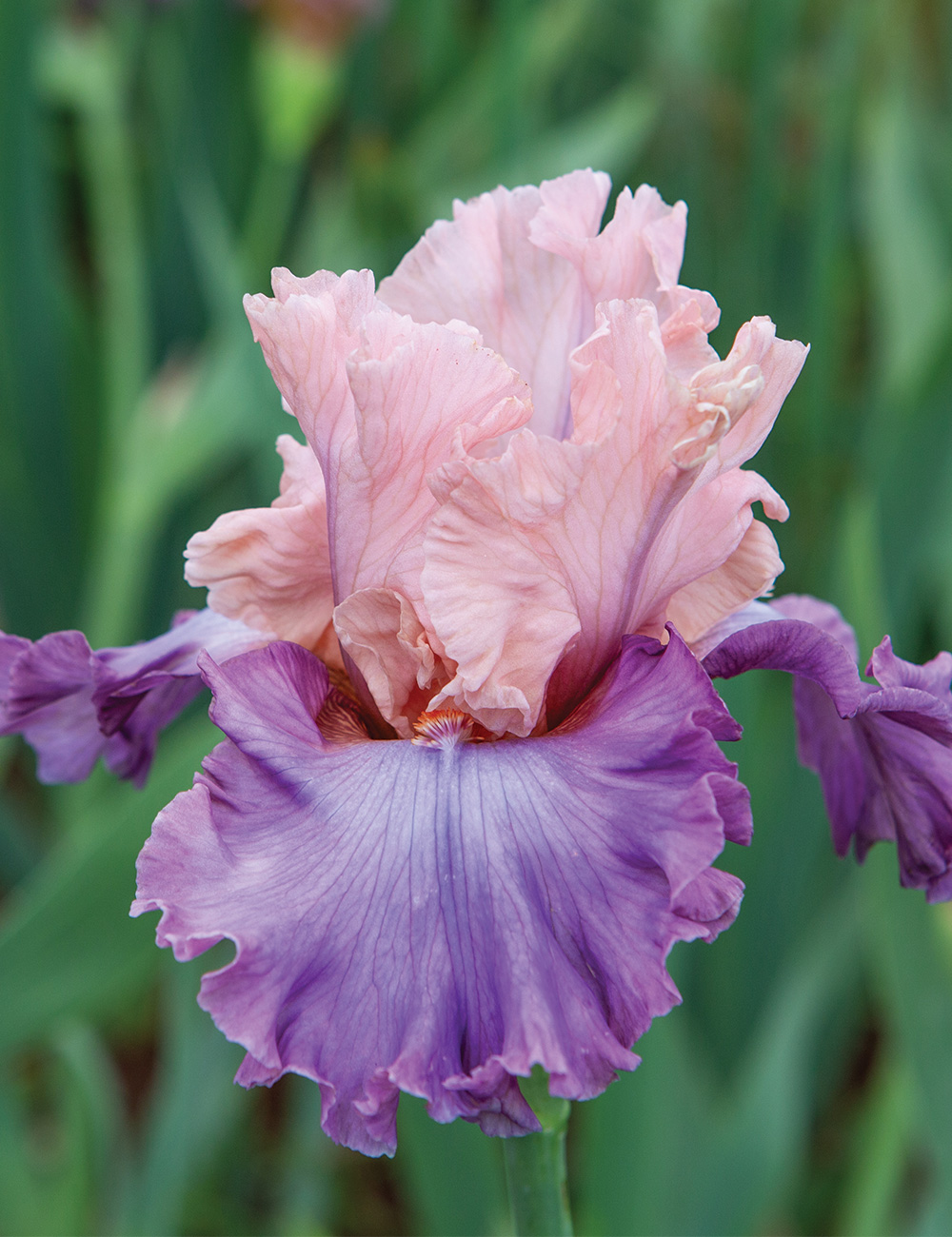 Bearded Iris 'Galway Piper'