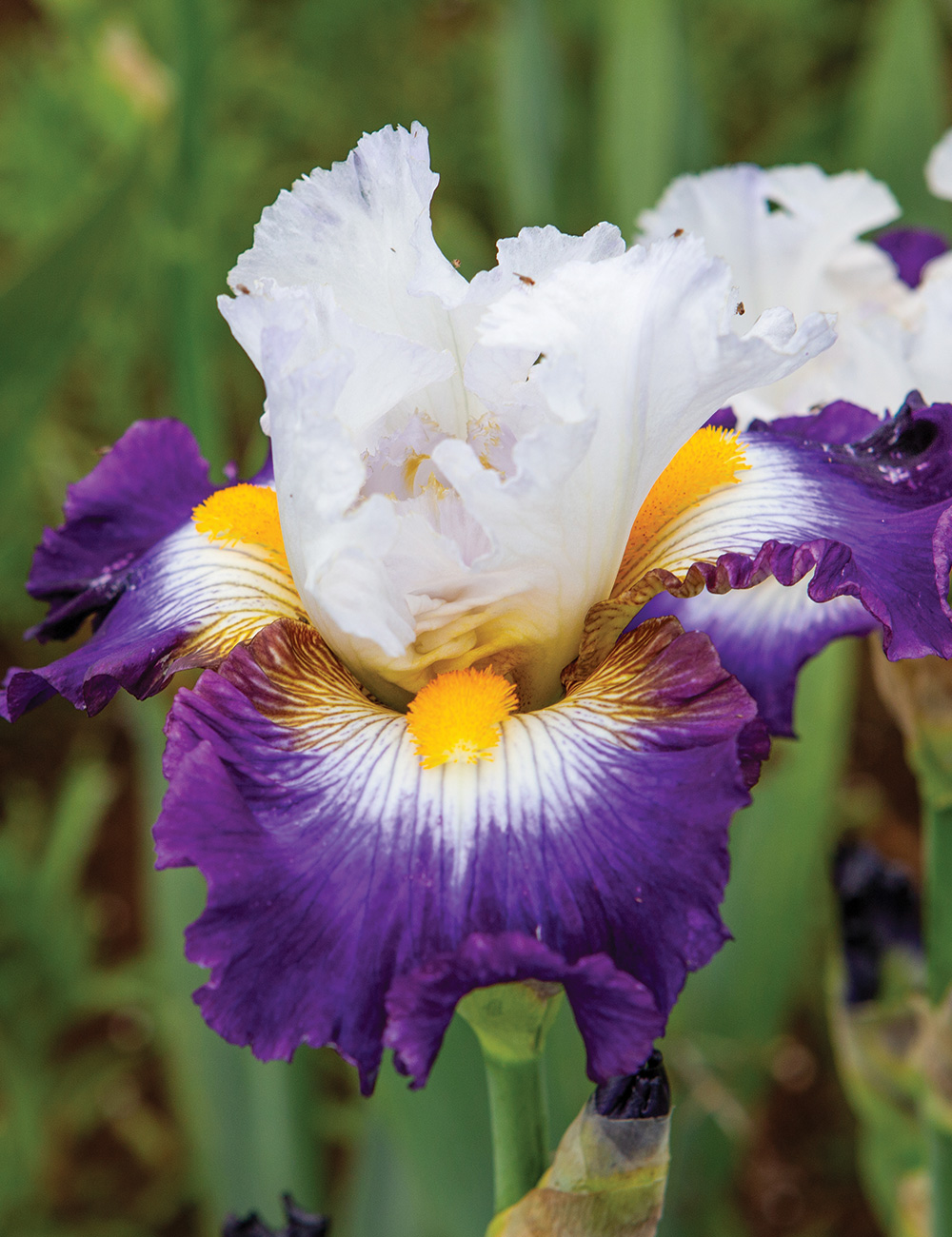 Bearded Iris 'Grand Stand'