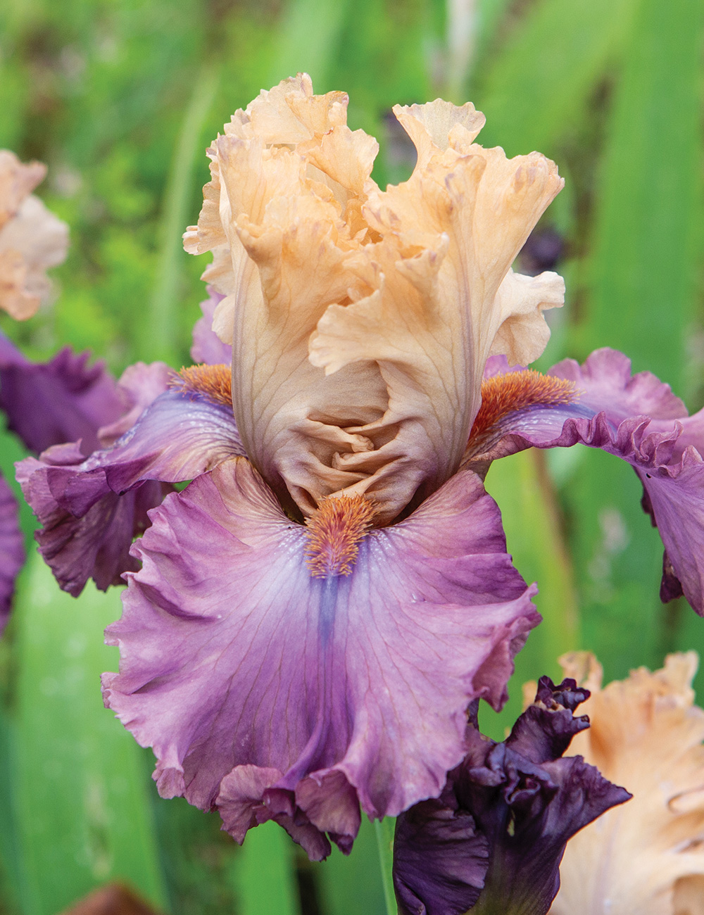 Bearded Iris 'High Chancelor'