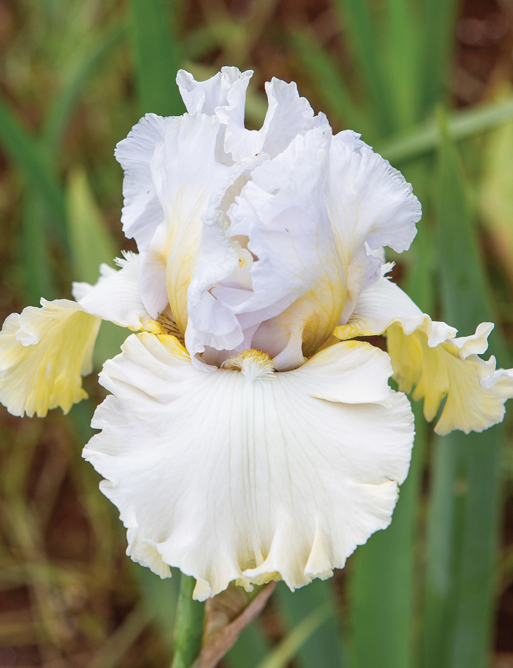 Bearded Iris 'Ivory Castle'