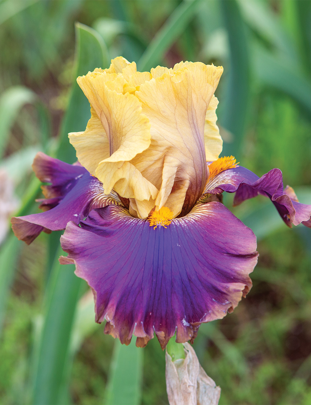 Bearded Iris 'Jazz Club'