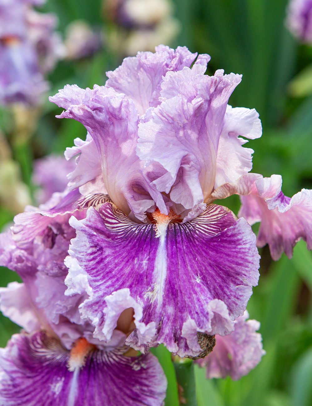 Bearded Iris 'Just Witchery'