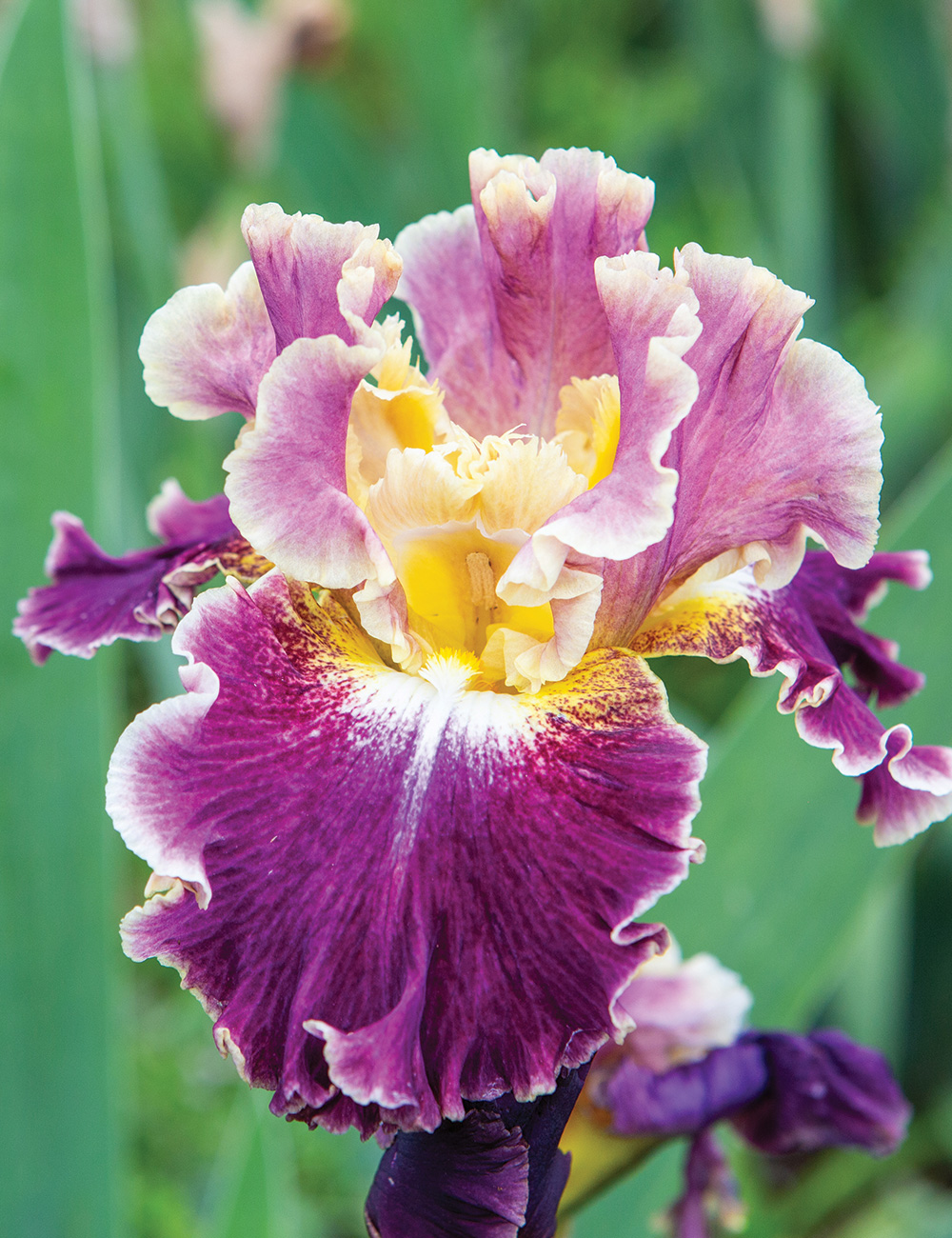 Bearded Iris 'Monte Martre'