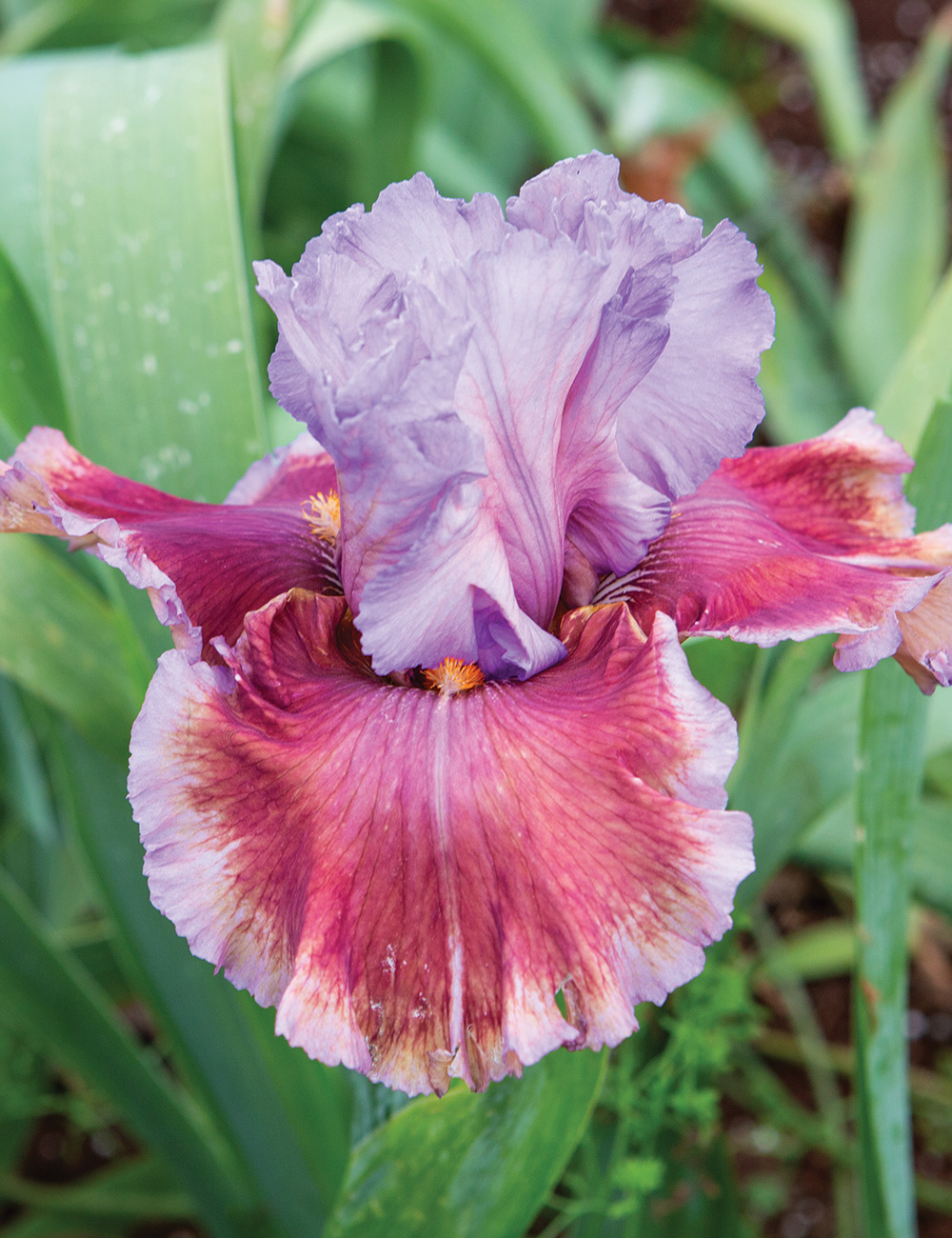 Bearded Iris 'More Please'