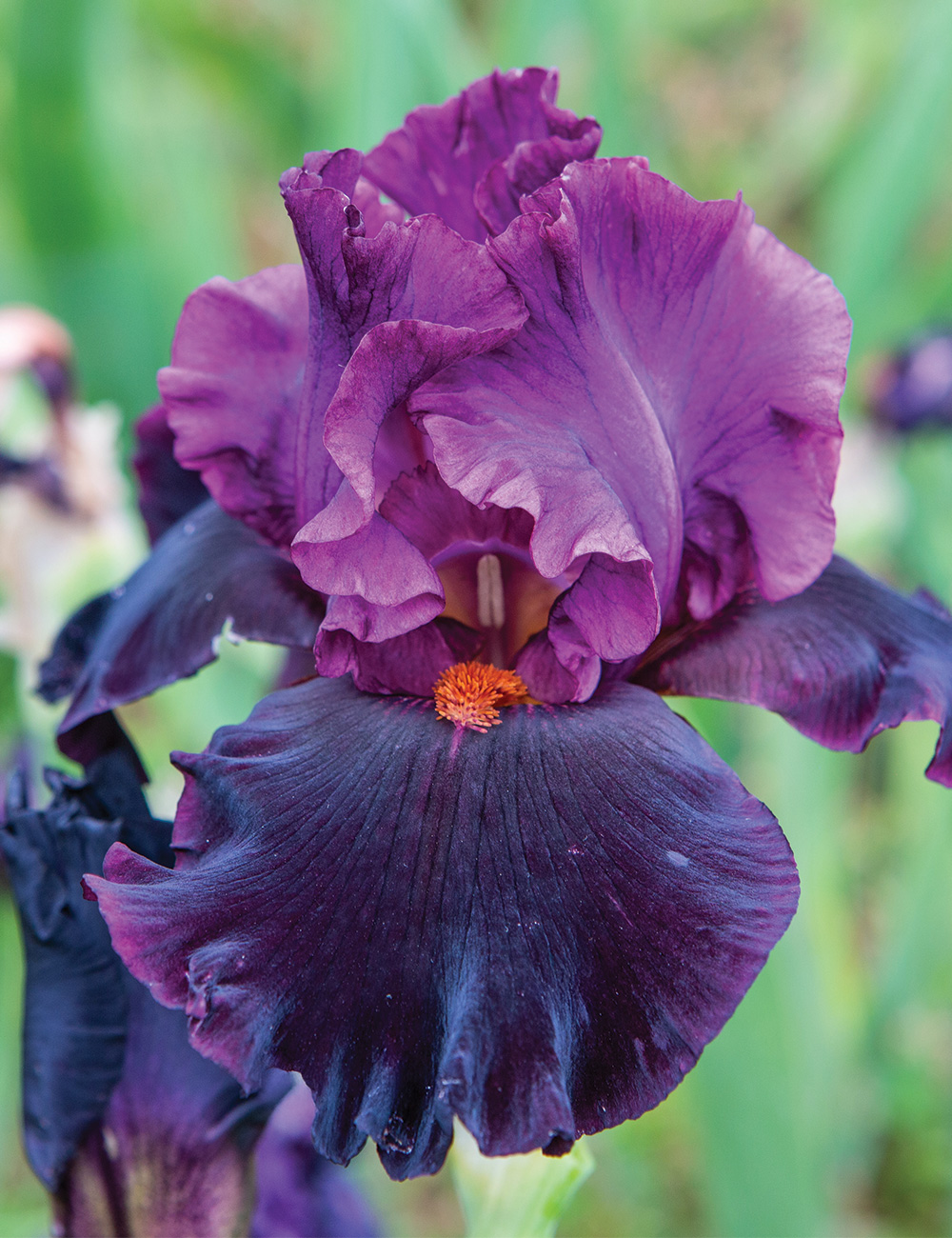 Bearded Iris 'Magical Realism'