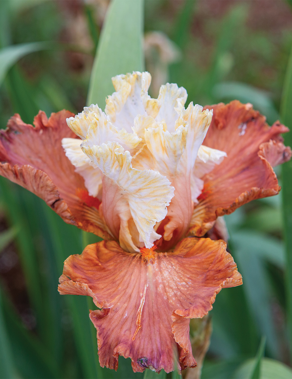 Bearded Iris 'October Dreaming'
