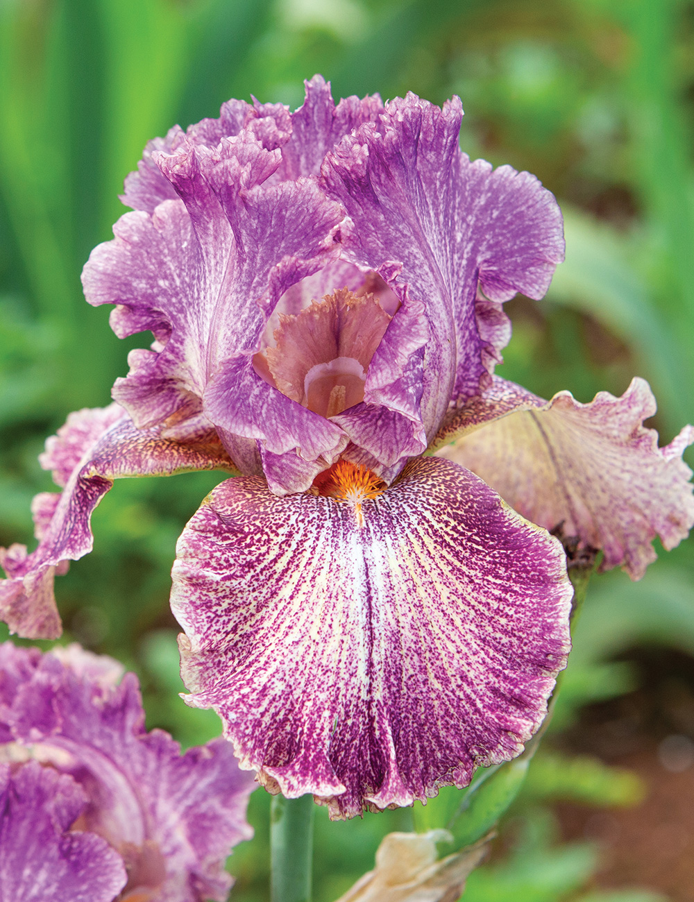 Bearded Iris 'Panama Hatte'