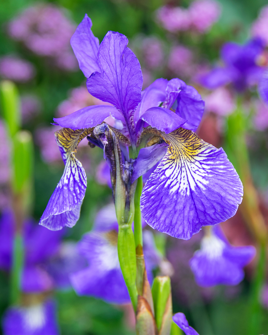 Iris Gerald Darby