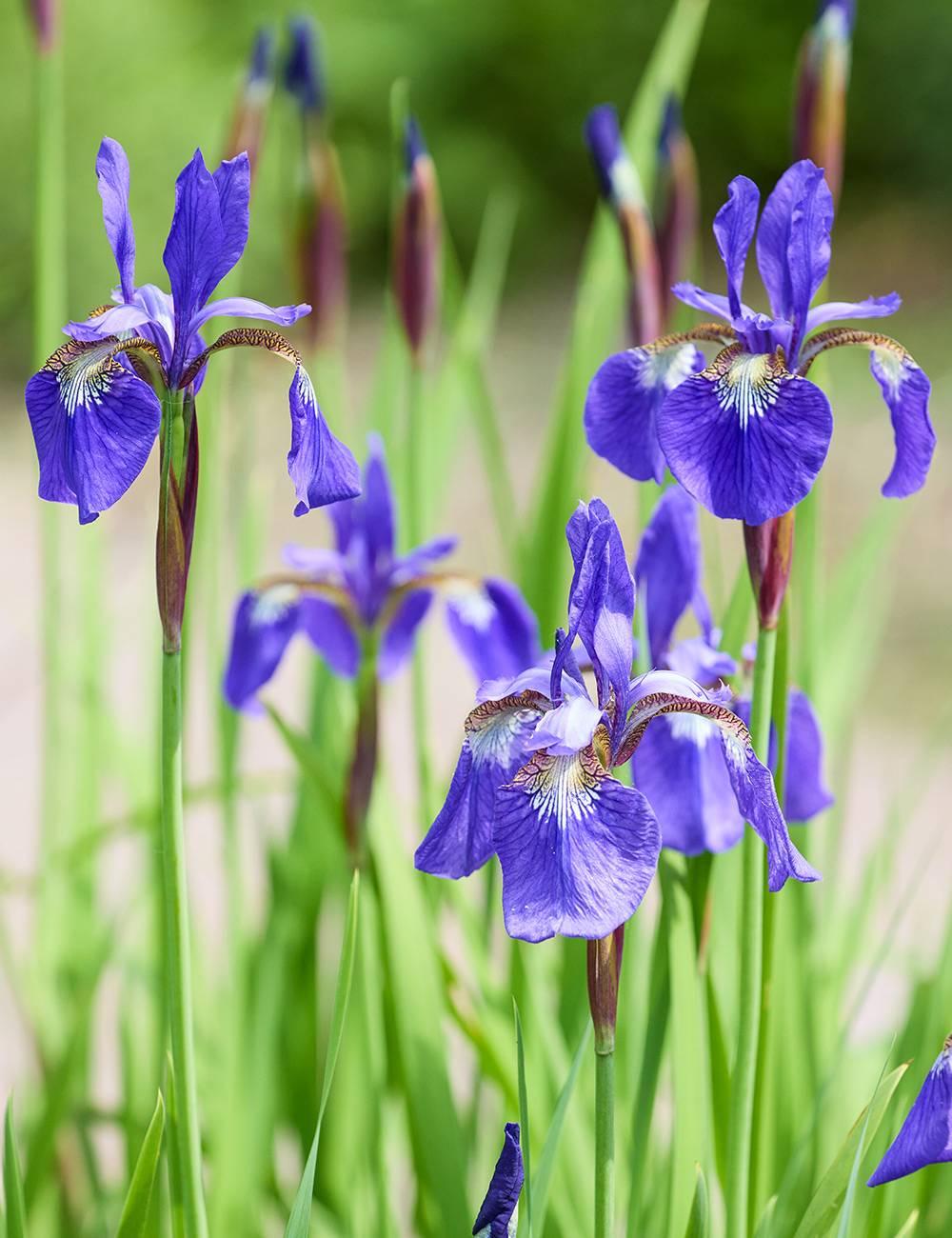 Siberian Iris 'Tycoon'