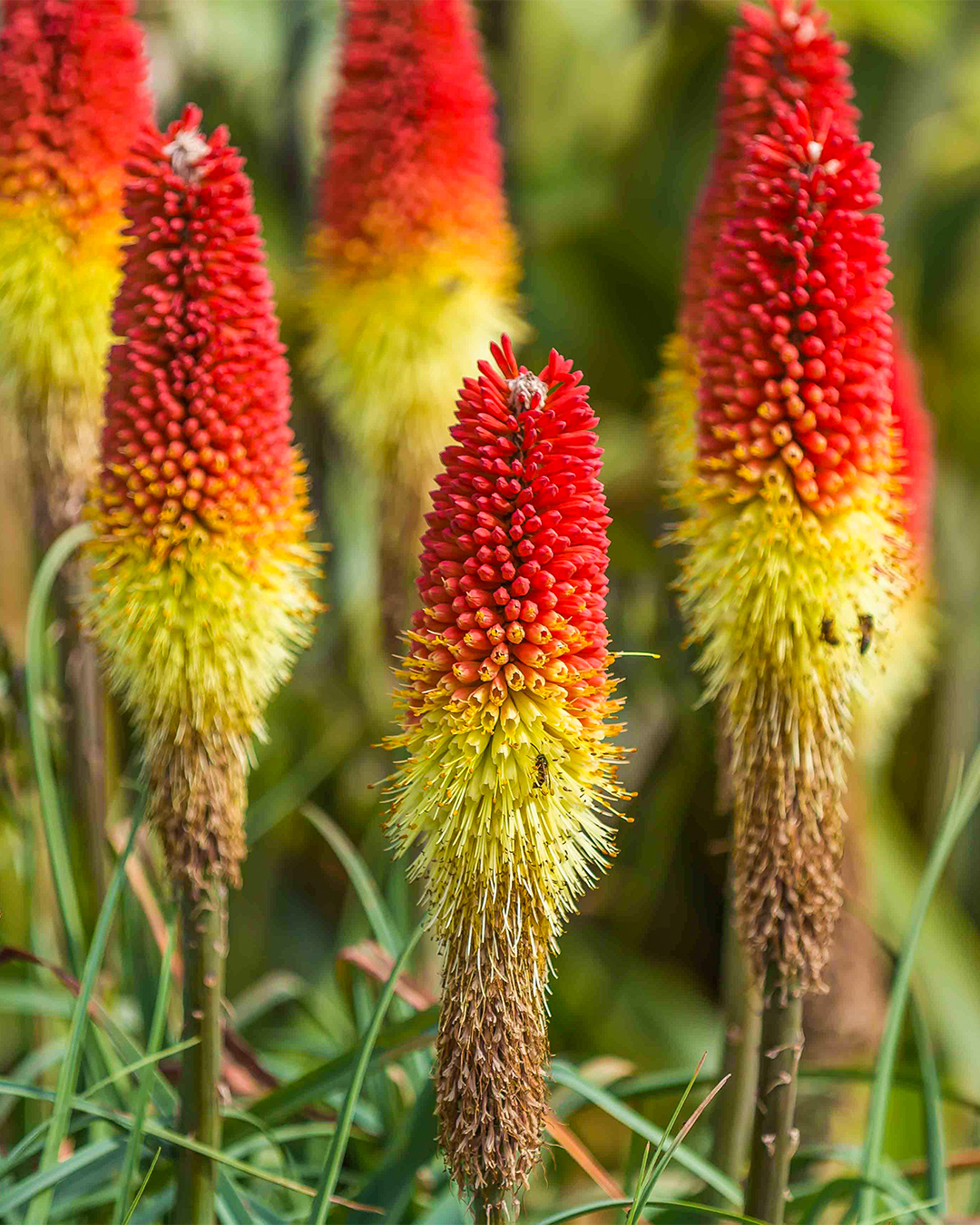 Bruce's Torch Lily