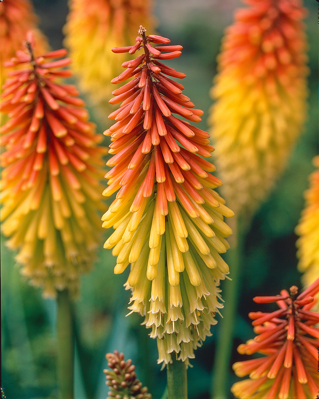 Kniphofia 'Little treasure'