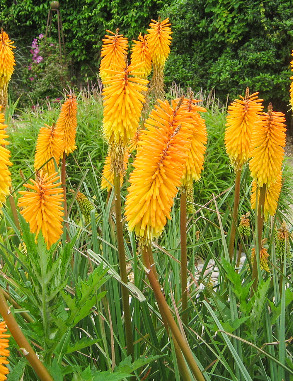 Kniphofia 'Shining Sceptre'