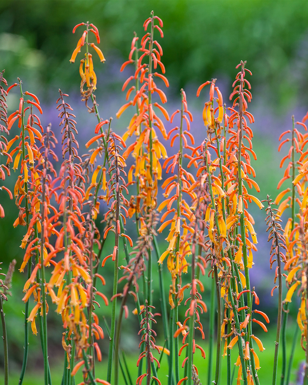 Kniphofia 'Snowdenii'