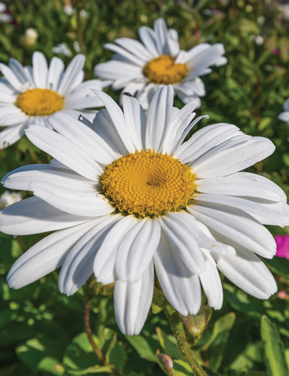 Leucanthemum 'Betsy'