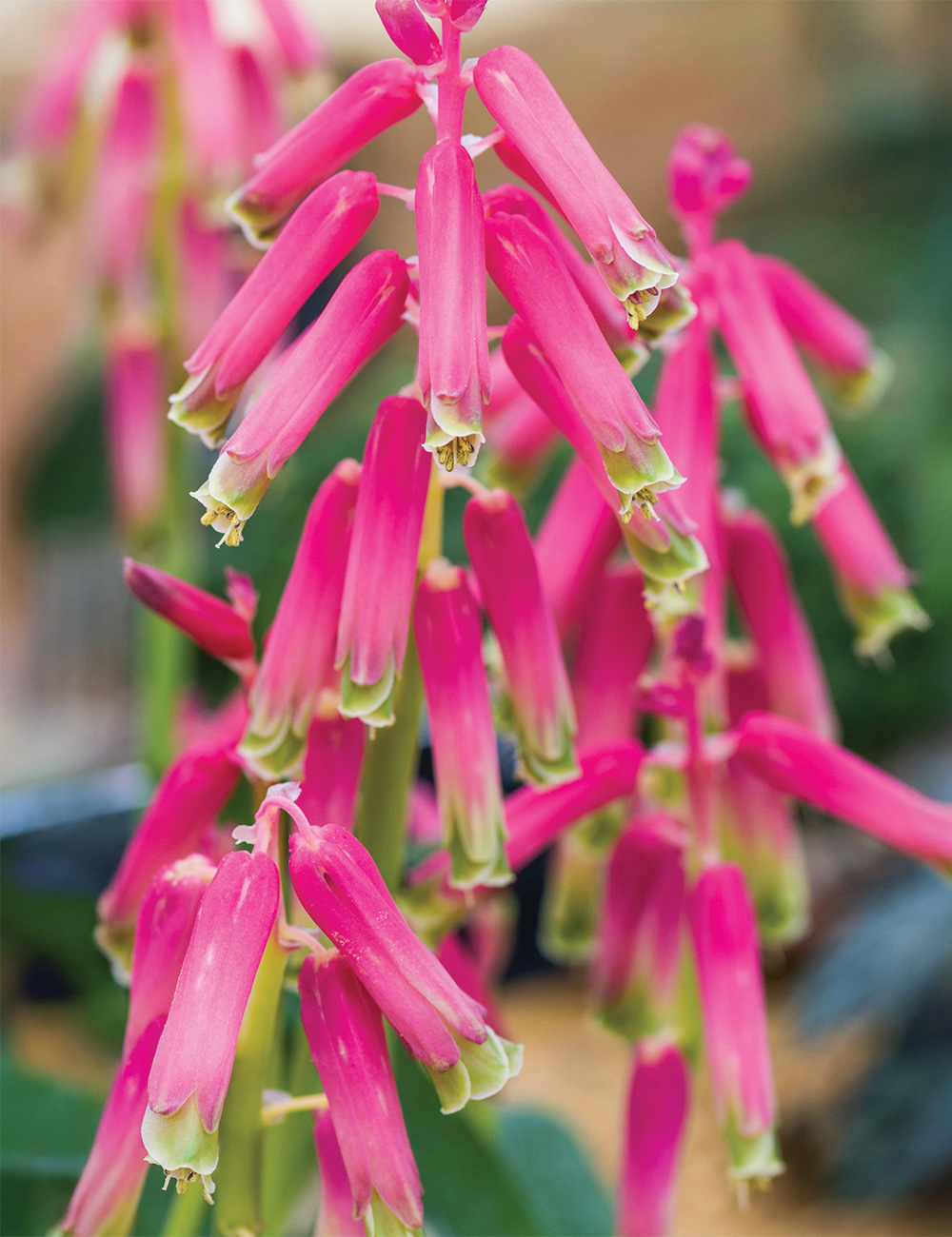 Lachenalia Red Soldier Boys