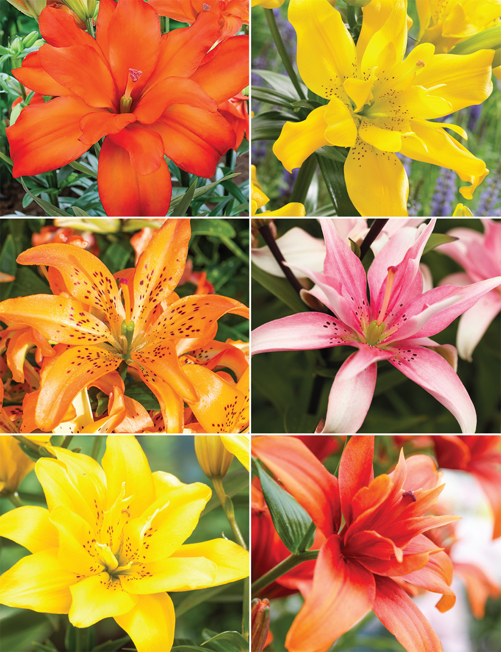 Pixie Asiatic Lilies Collection