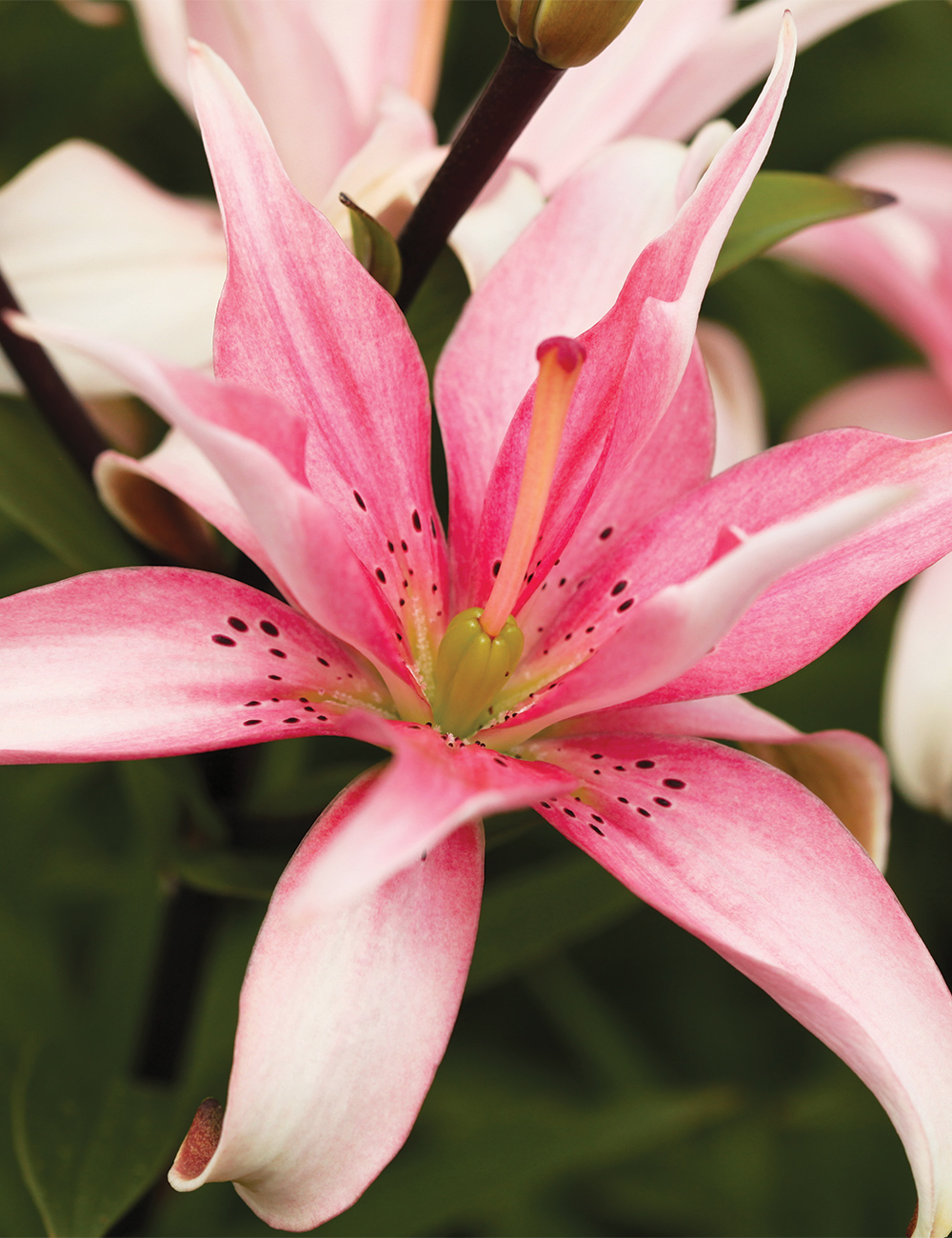 Double Asiatic Lilium 'Elodie'