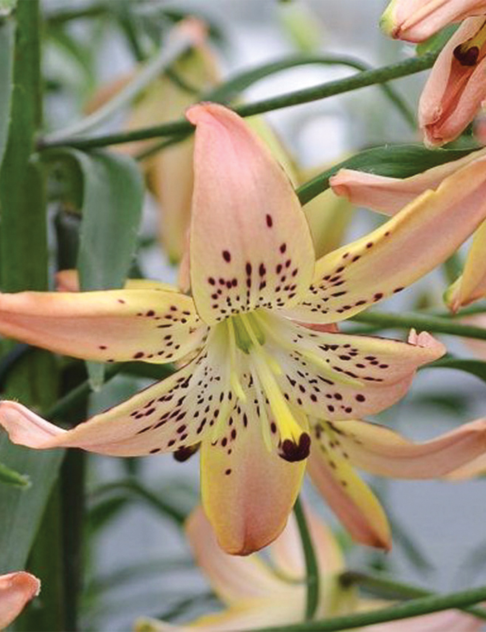 Asiatic Tiger Lily 'Corsage'