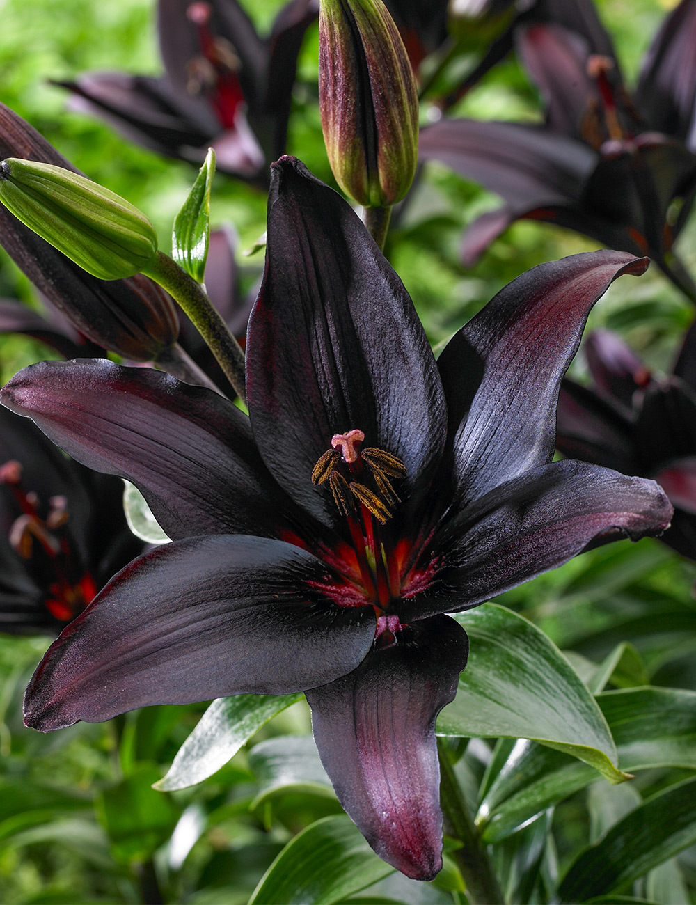 Matisse Asiatic Lily 'Landini'