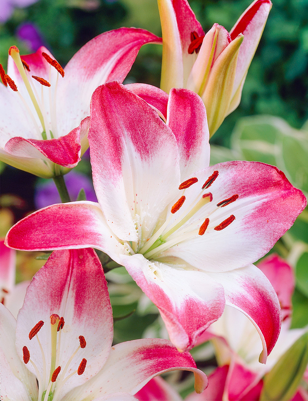 Matisse Asiatic Lily 'Lollypop'