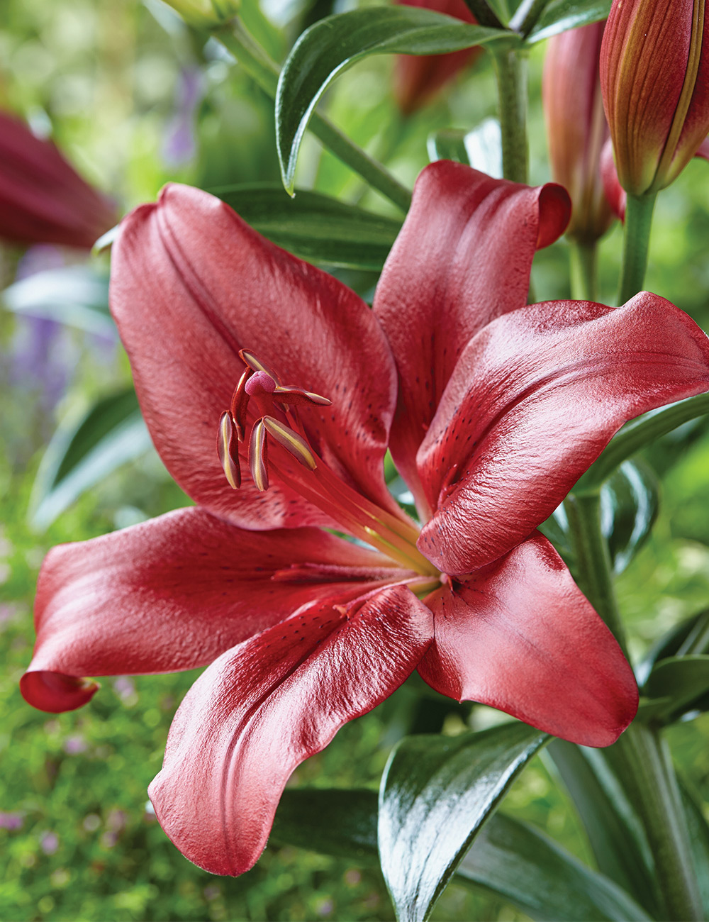 LA Lily Best Buy - Red