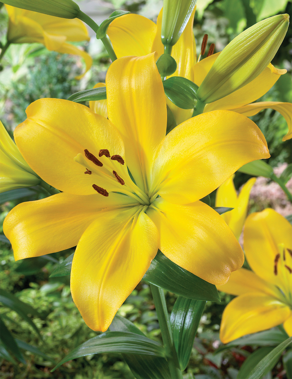 LA Lily Best Buy - Yellow