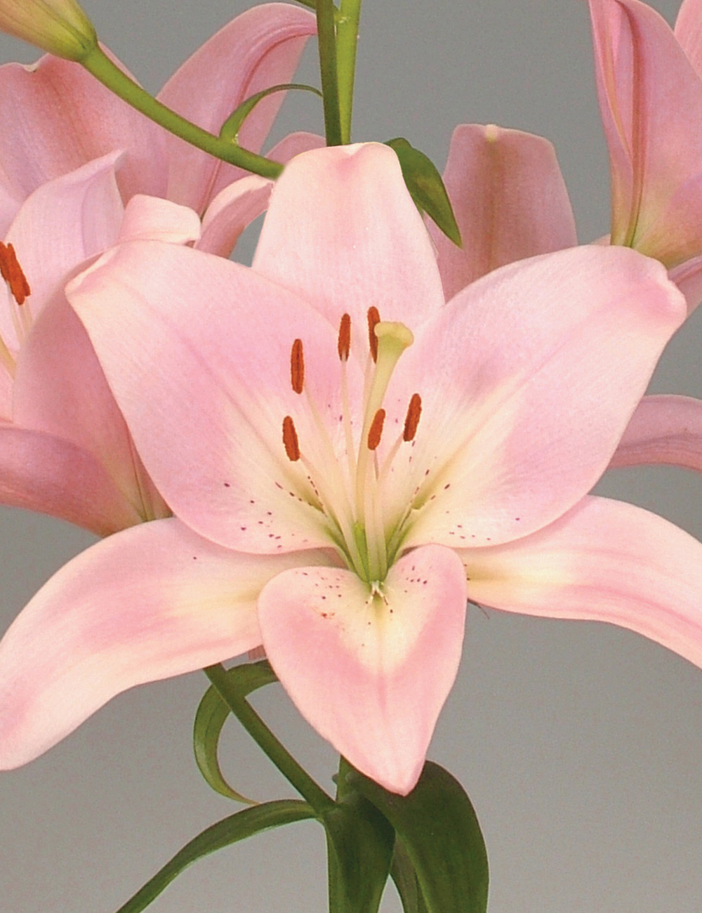 LA Lilium 'Party Diamond'