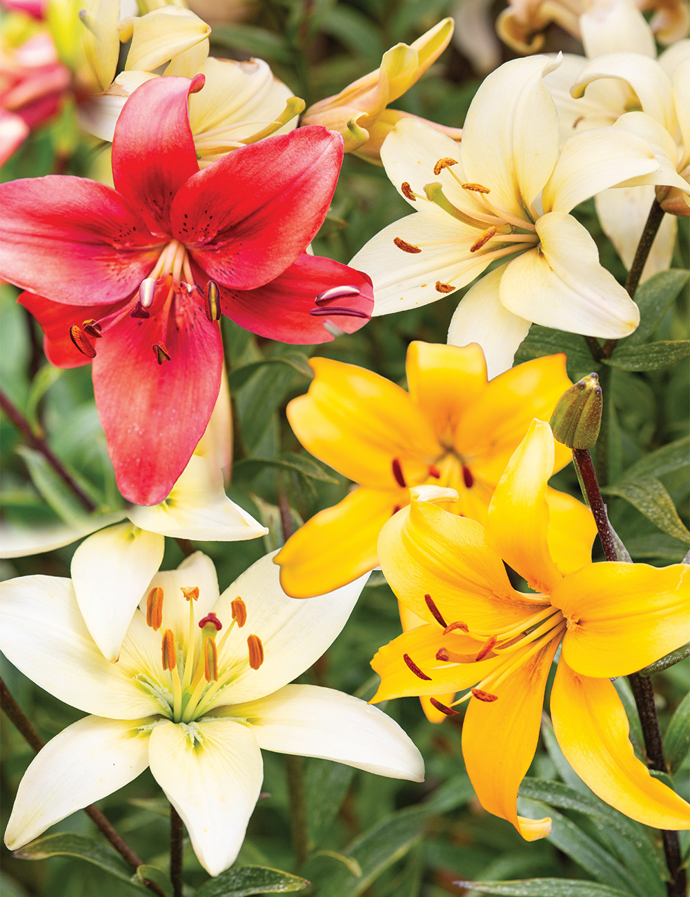 Pearl Lilies Mixed