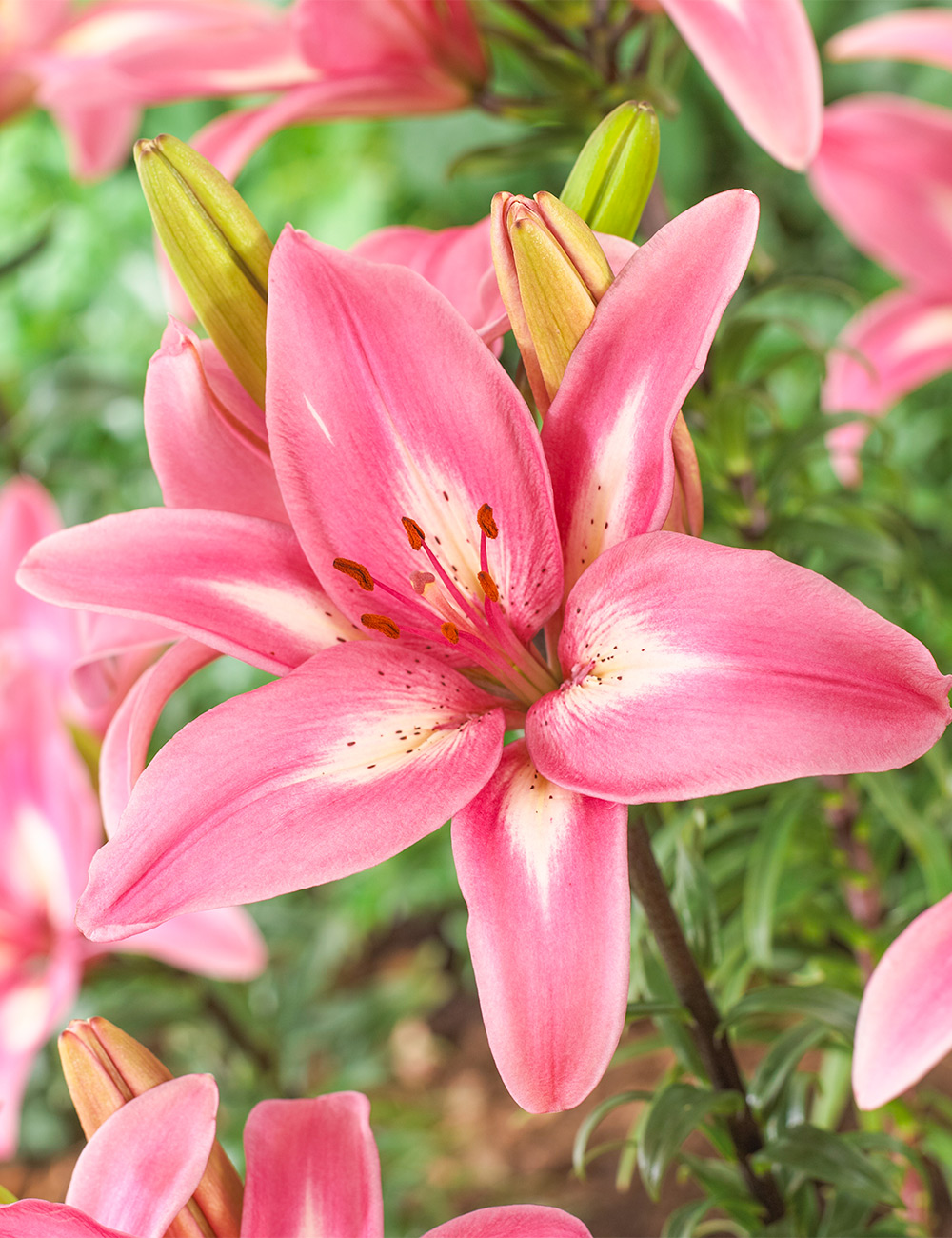 Asiatic Pot Lily Rozalyn