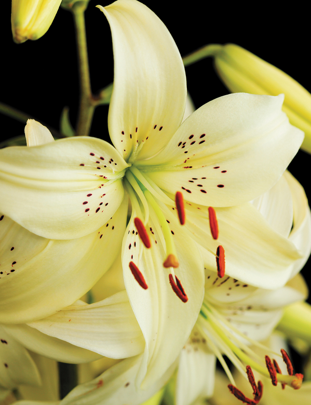 Asiatic Tiger Lily 'Sweet Surrender'