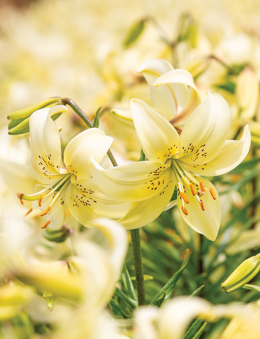 Asiatic Tiger Lily 'Sweet Surrender'