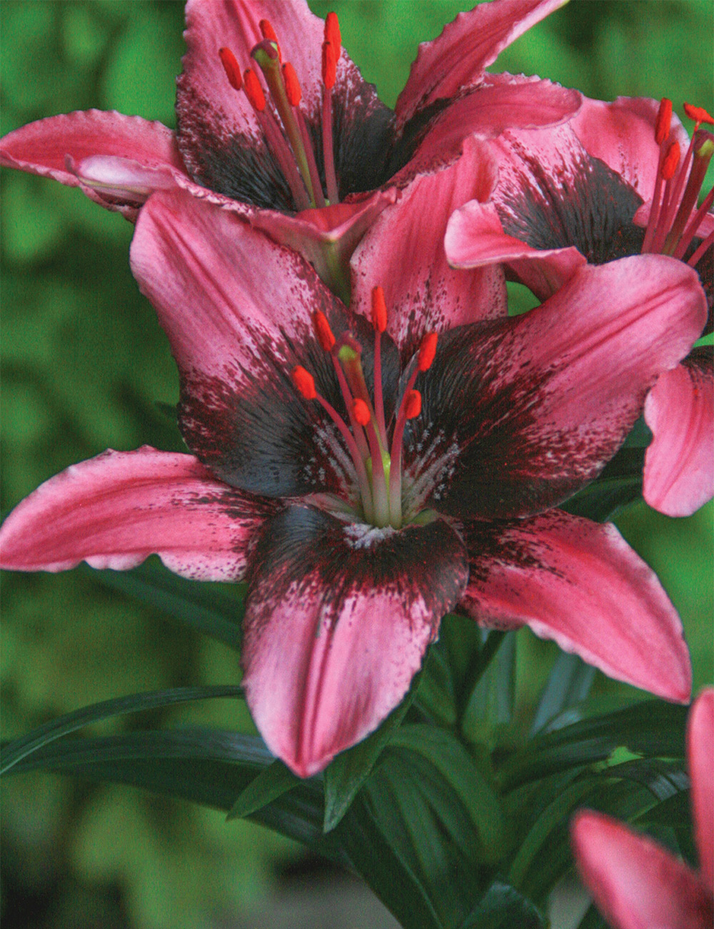 Pixie Asiatic Lilium 'Trendy Santo Domingo'