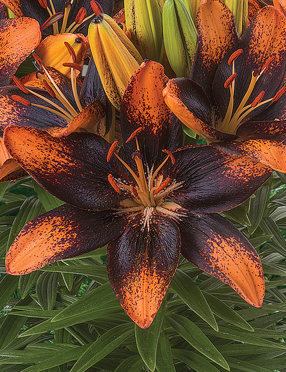 Pixie Asiatic Lilium 'Trendy Las Palmas'