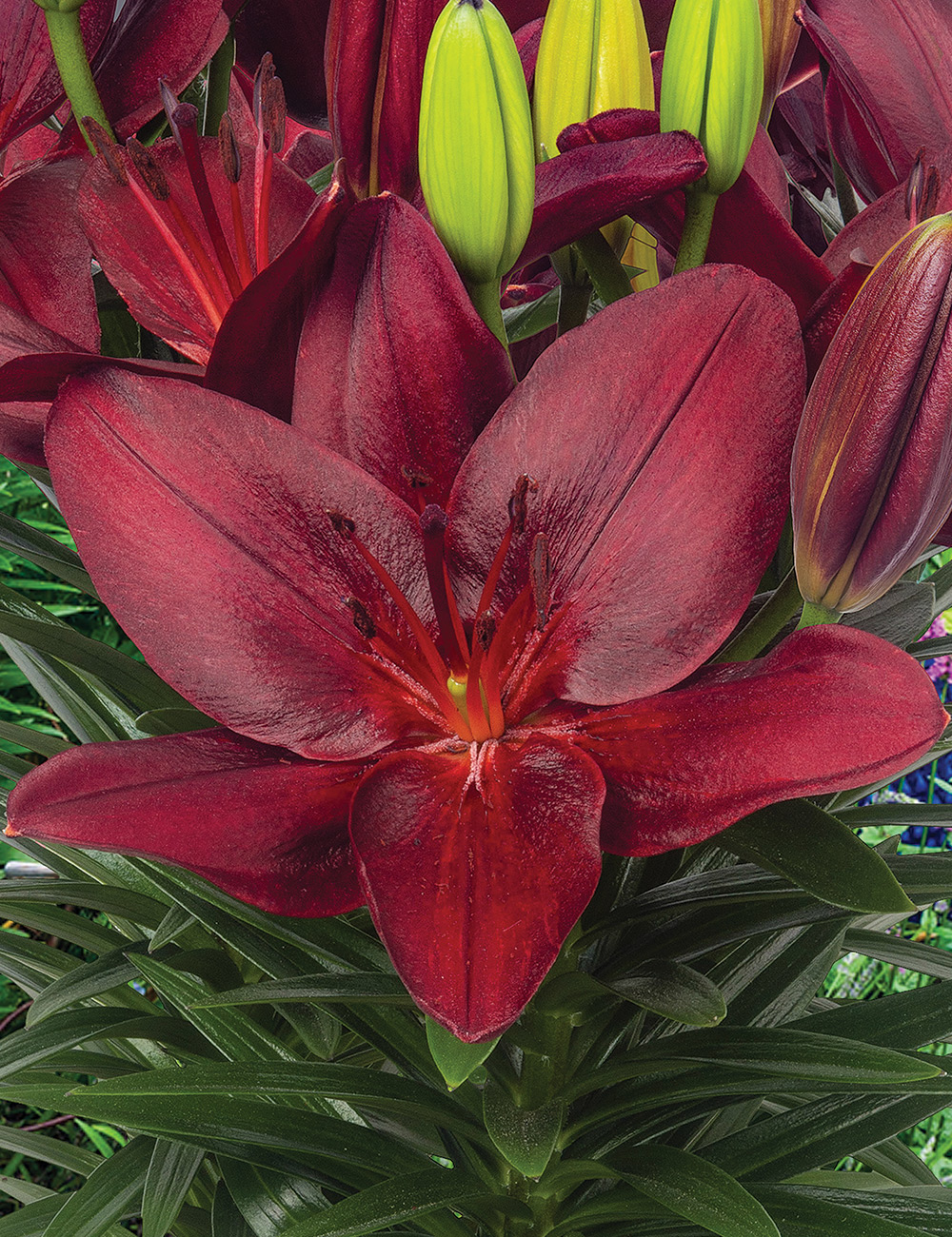 Pixie Asiatic Lilium 'Trendy Pamplona'