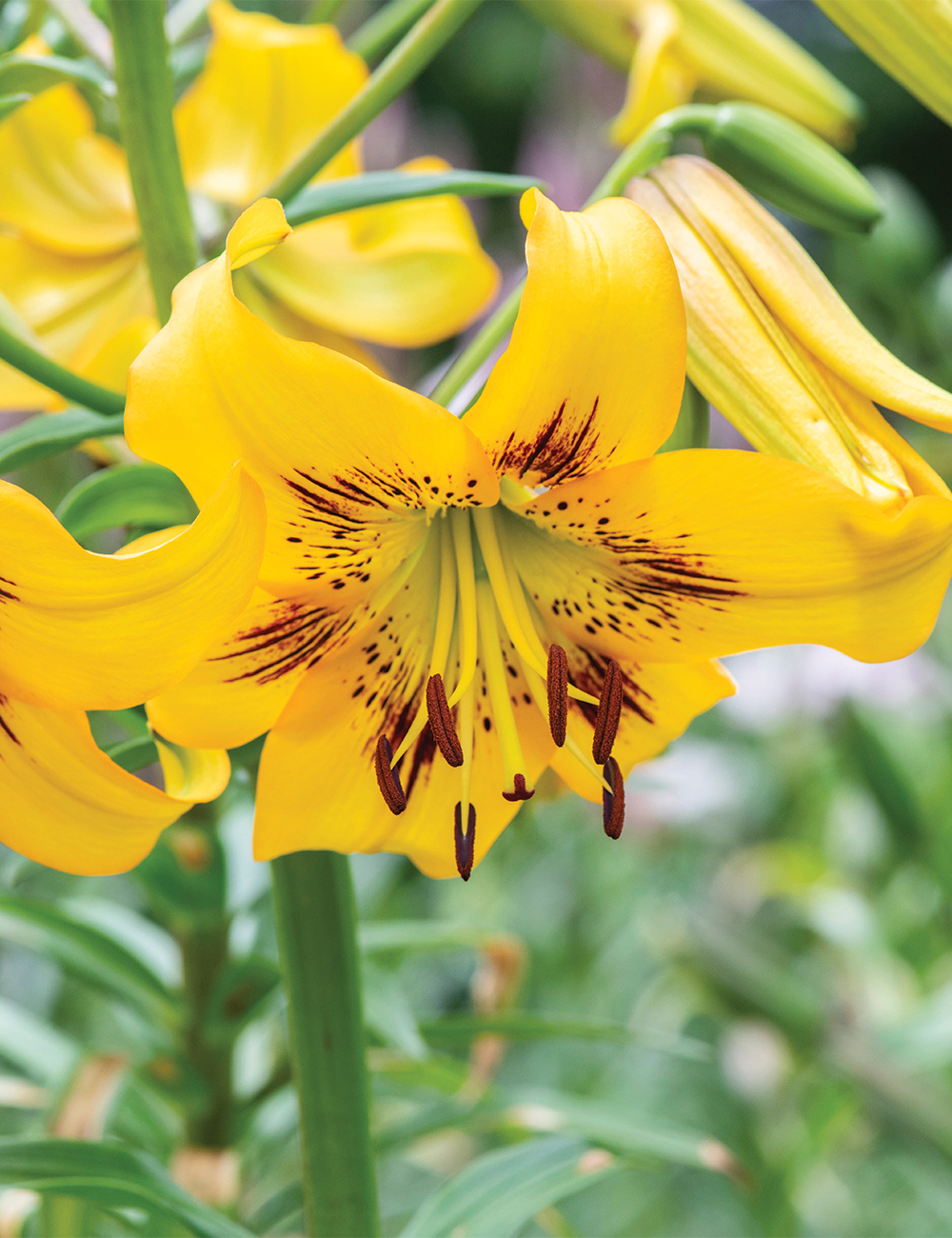 Asiatic Tiger Lily 'Yellow Bruse'