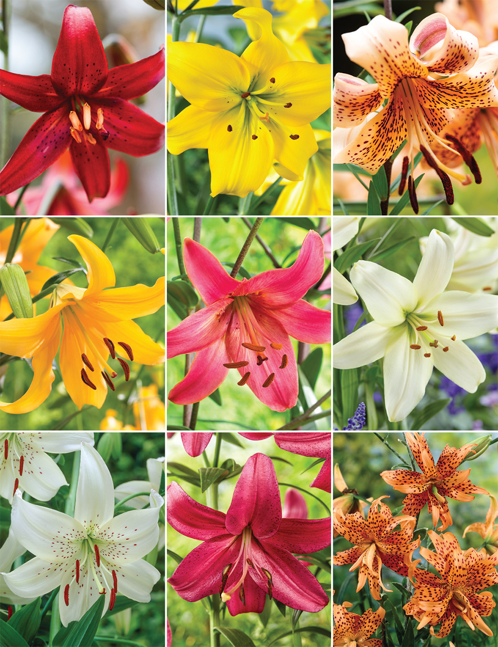 Species Lilies Collection