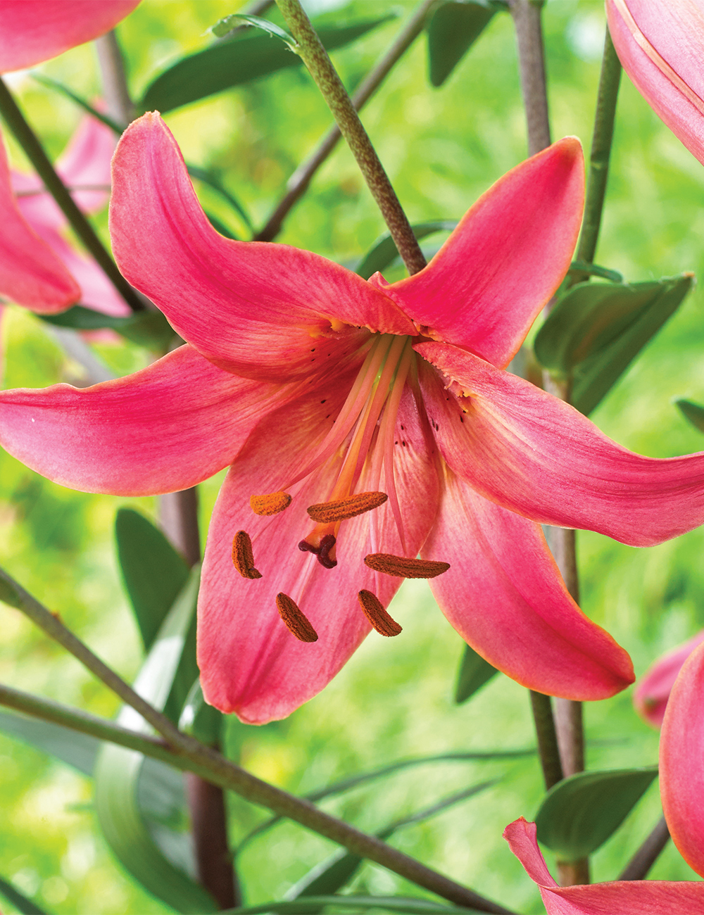 Asiatic Tiger Lily 'Pink Flight'