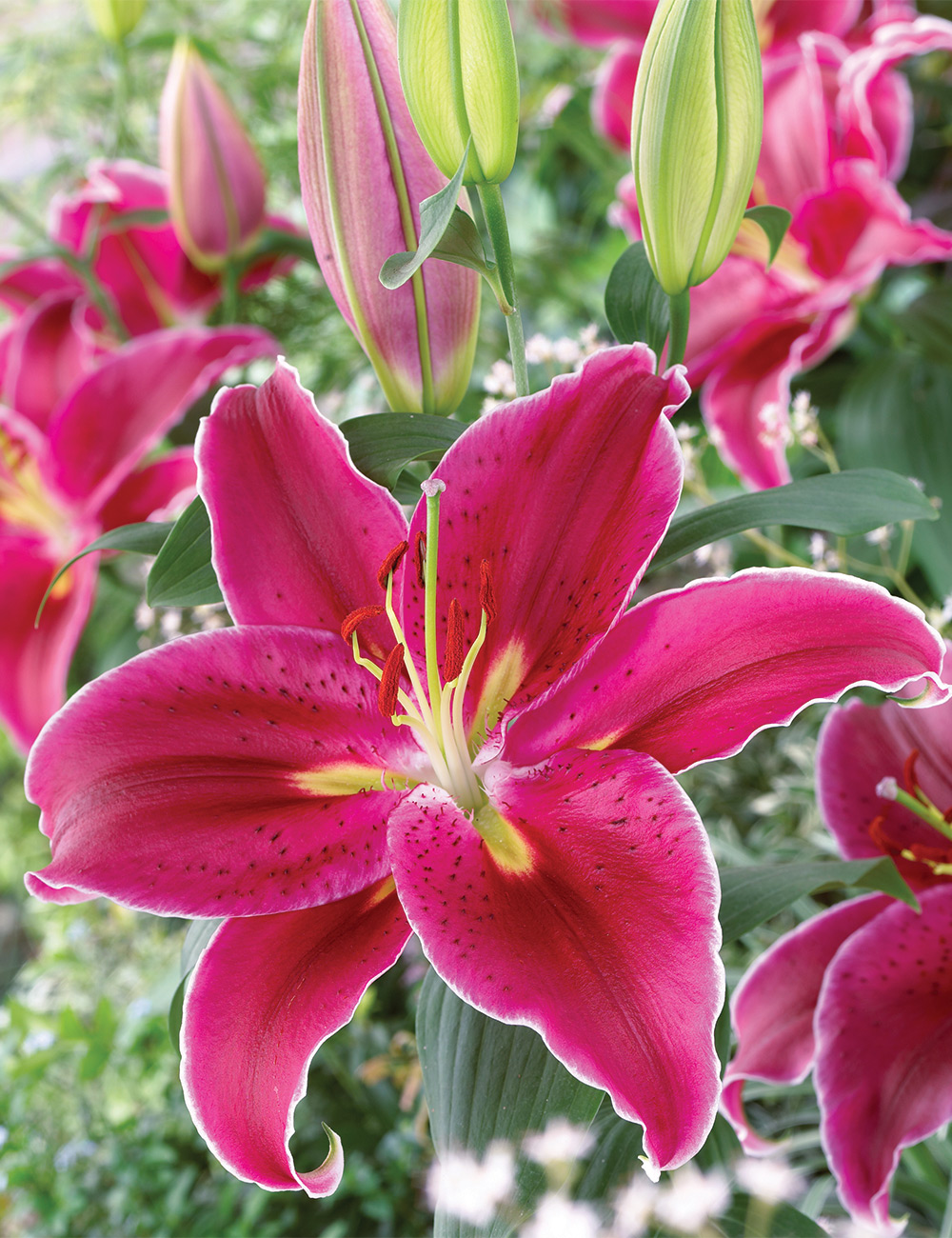 Sumo Oriental Lilium 'Kampong'