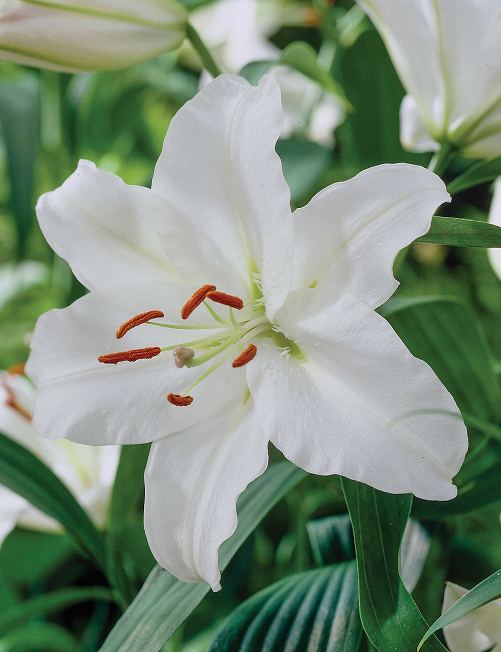 Sumo Oriental Lilium 'Pacific Ocean'