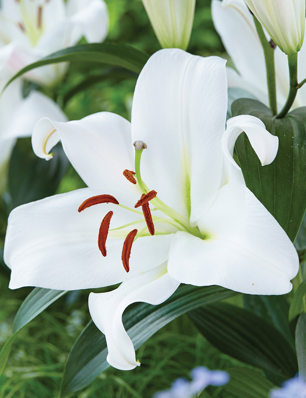 Sumo Oriental Lilium 'Zambesi'