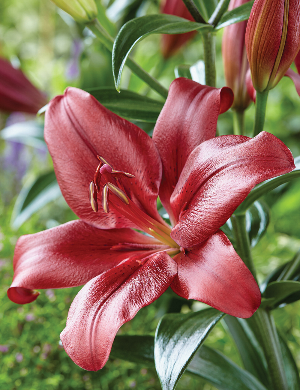 Sumo LA Lily 'Batavus'