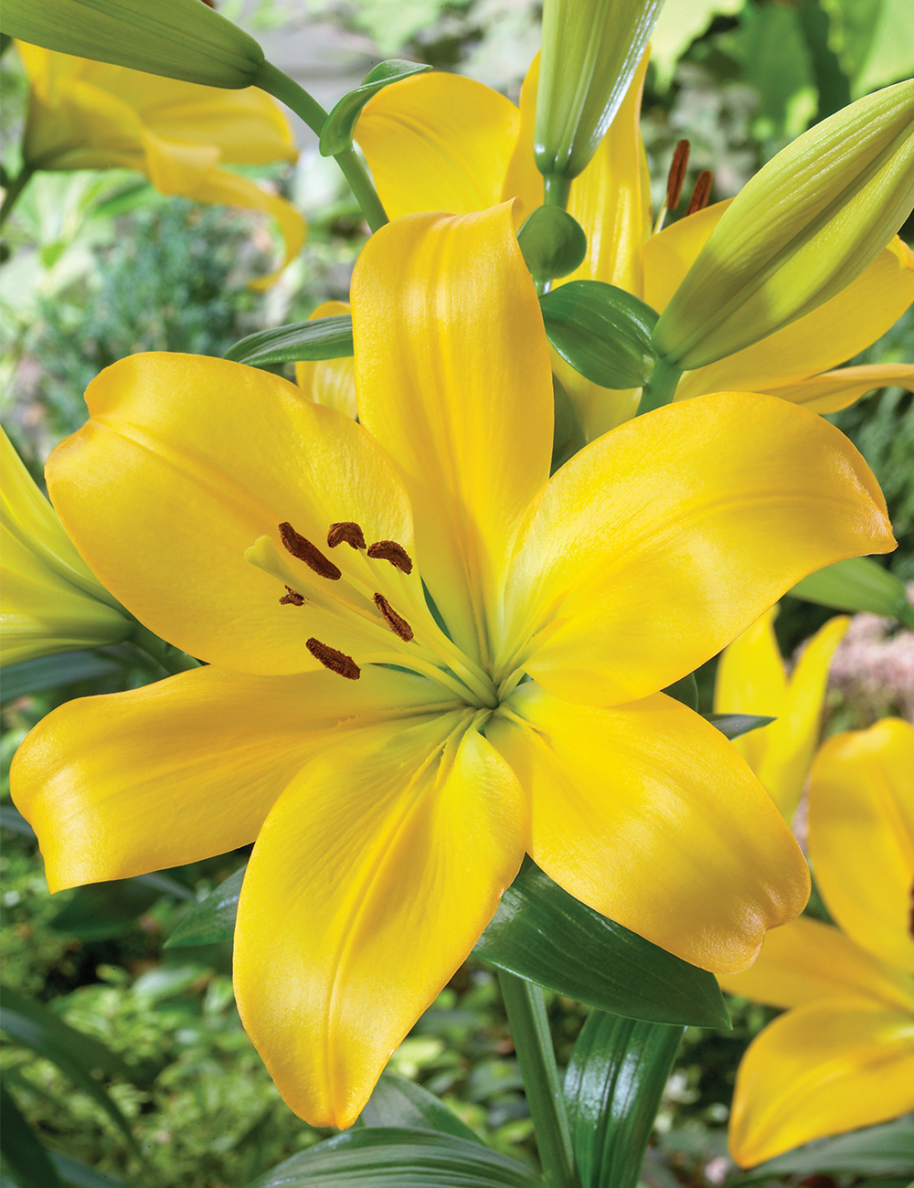 Sumo LA Lily 'Hinault'