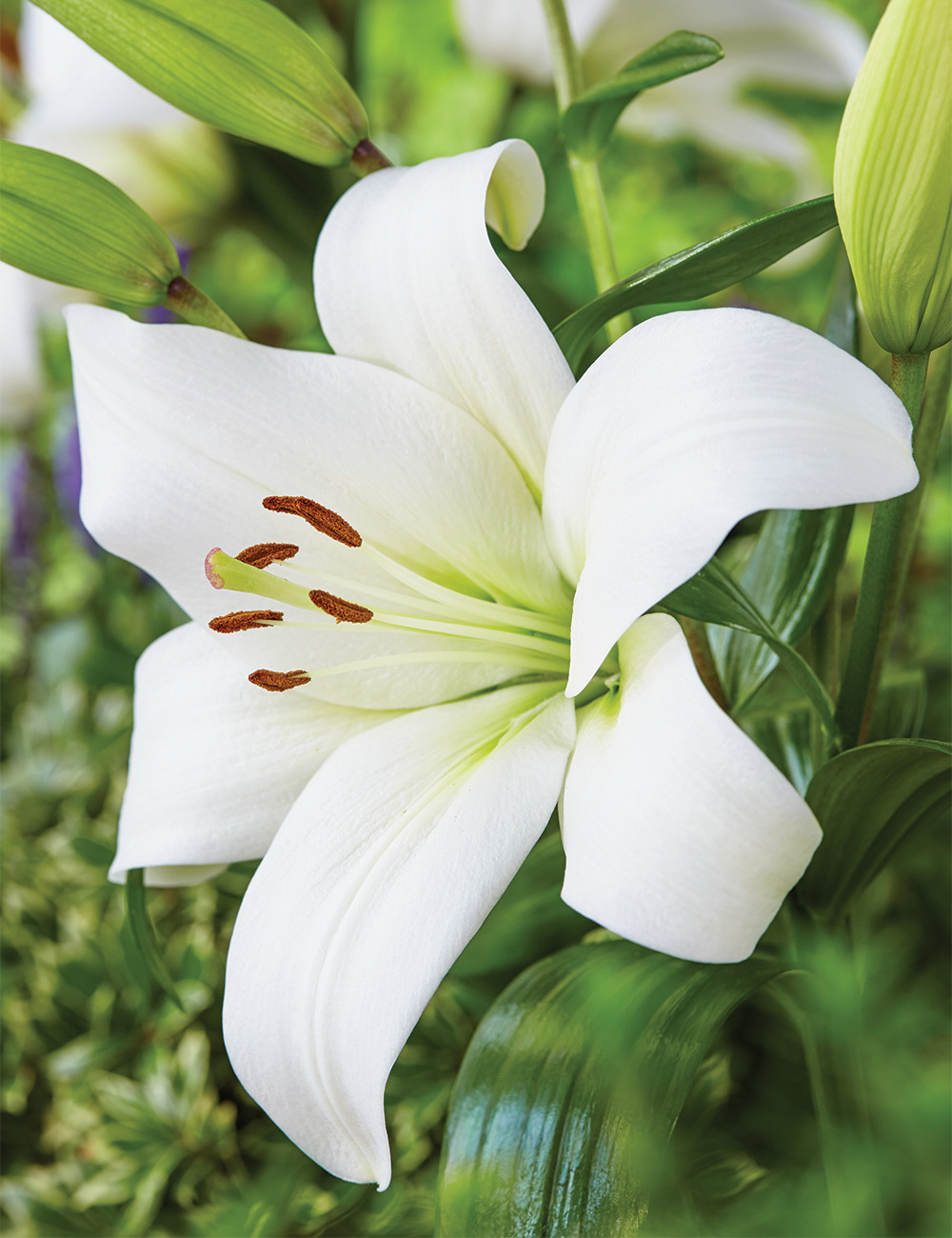 Sumo LA Lily 'Punjab'