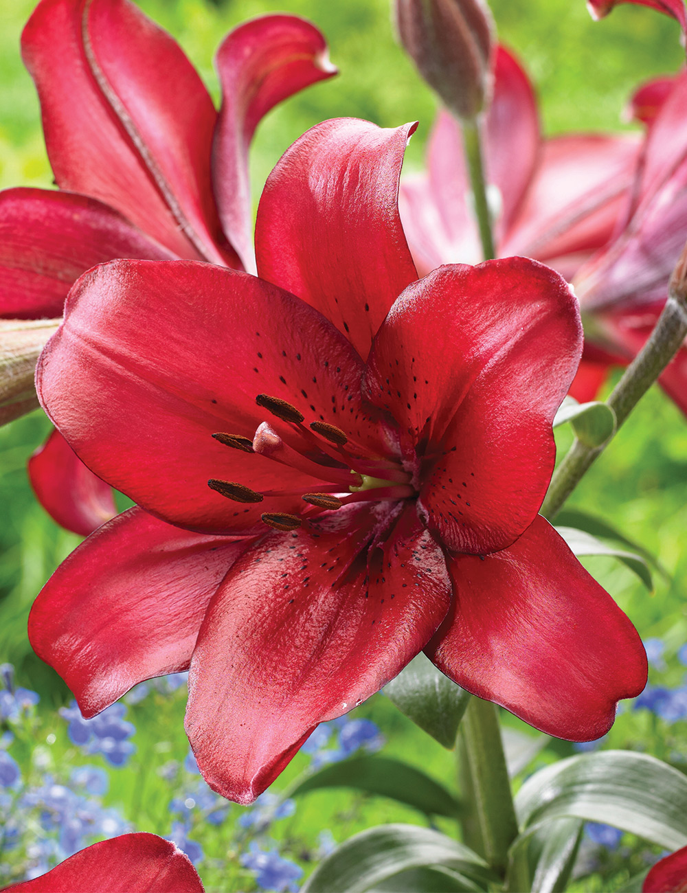 Sumo LA Lily 'Shimla'