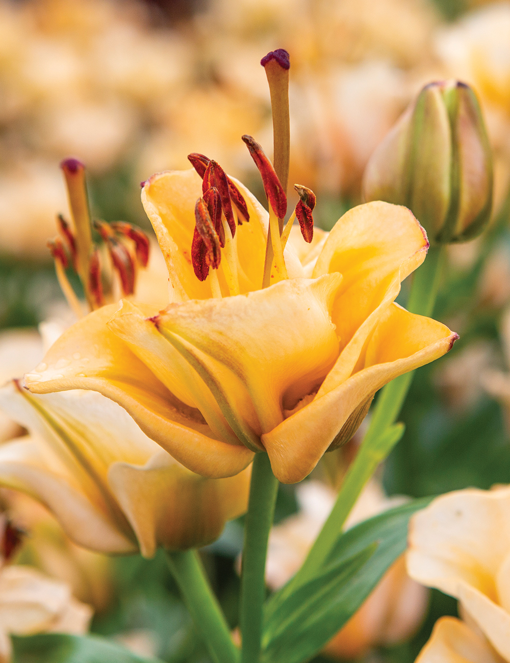 Double LA Lily 'Apricot Fudge'