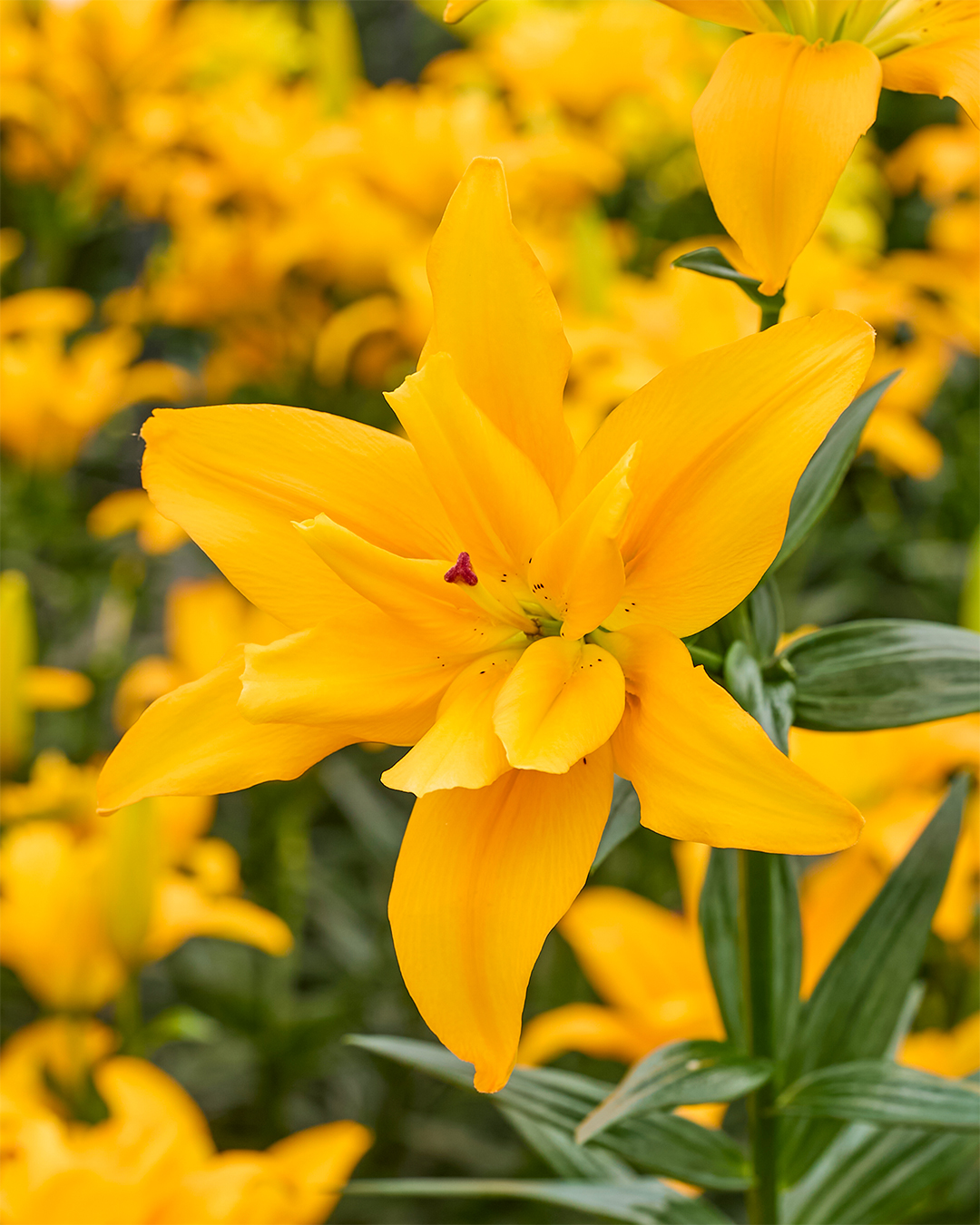 Pollen Free Lilium 'Butterfly Spryng'
