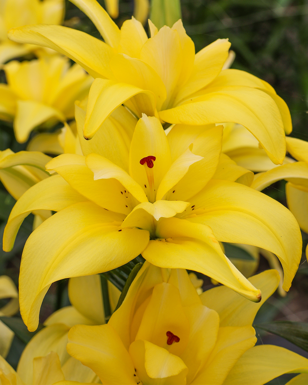 Pollen Free Lilium 'Butterfly Luna'