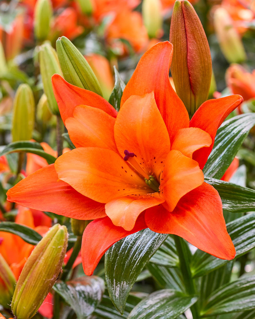 Pollen Free Lilium 'Butterfly Tropic'